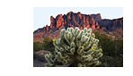 Cactus at Superstition Mountain, Phoenix, AZ