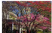 Colorful Springtime on Locust Avenue, Charlottesville, VA