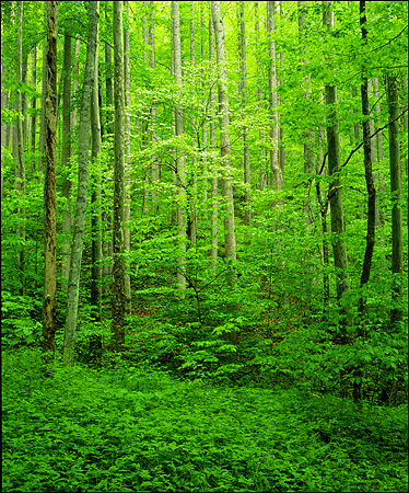 Forest Light in Spring, Great Smokey Mountains National Park, TN