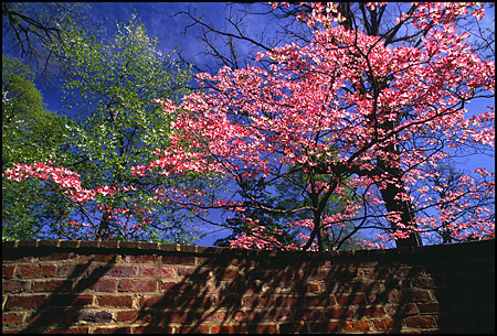 Springtime Serpentine Wall, UVA