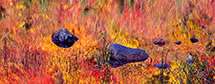 Beaver Pond Panoramic Reflection in Fall, NH 