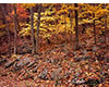 Fall Color on Jones Run Falls Trail, Shenandoah National Park, VA