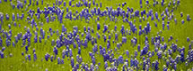  Bluebonnets in Spring Grass Panorama, Hill Country, TX