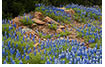  Bluebonnets and Boulders, Hill Country, TX