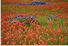  Bluebonnets Among Indian Paintbrush, Hill Country, TX