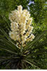  Yucca in Bloom, Hill Country, TX