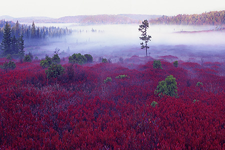 Morning Fog in Fall at Dolly Sods Wilderness Area, West VA